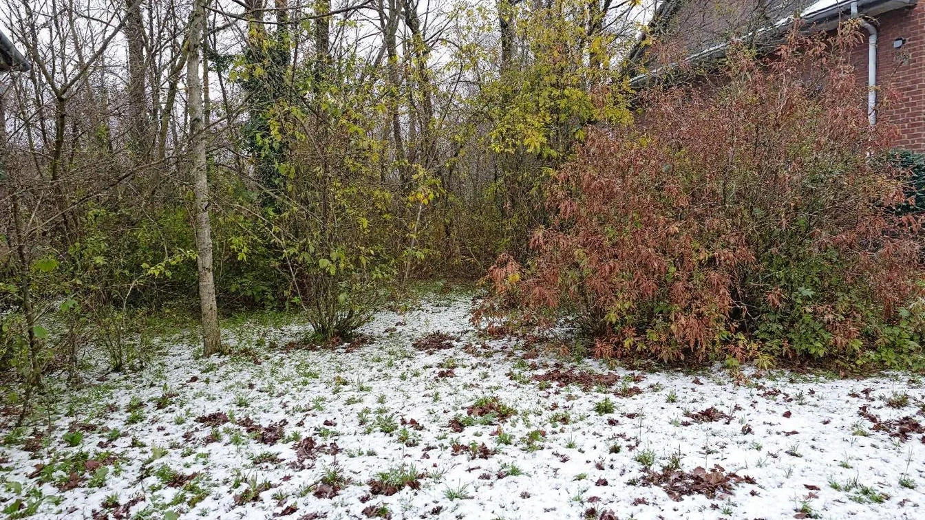 Nicht Rosen noch Tulpen, diese Pflanzen ruinieren deinen Garten